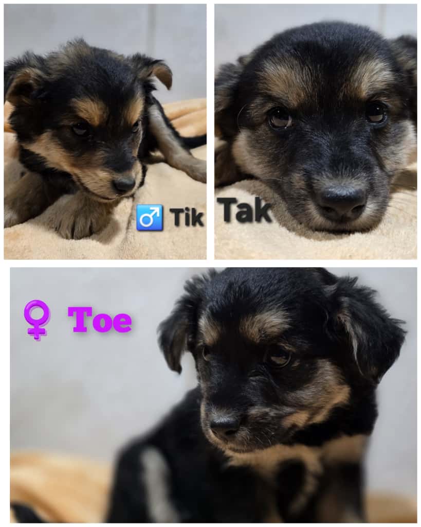 3 šteniatka