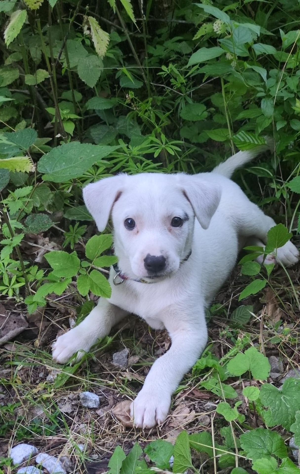 Lumi