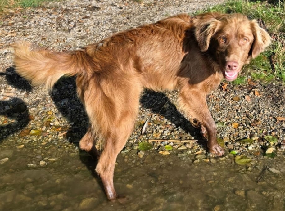 Toffee