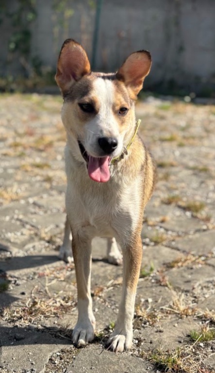 Zora